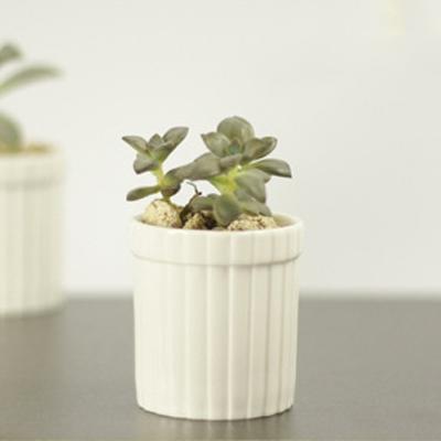 直纹杯多肉植物专用小花盆简约现代白色陶瓷办公室书房桌面盆栽