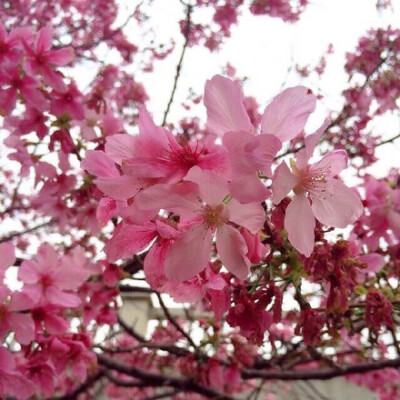 Sakura 樱花季