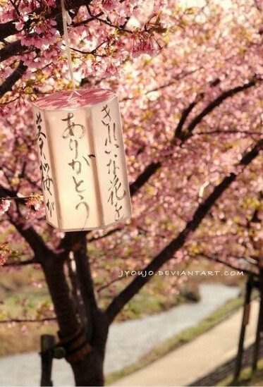 日本樱花和灯笼的搭配，好宁静好美！