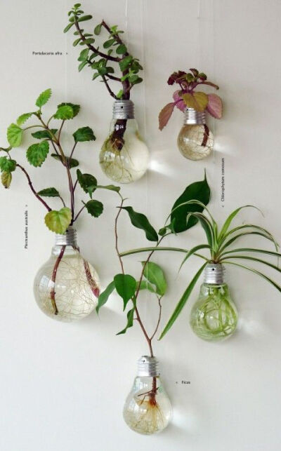 plants in old lightb...