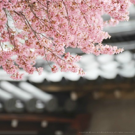 桜期 // オカメ桜 // 京都 長徳寺