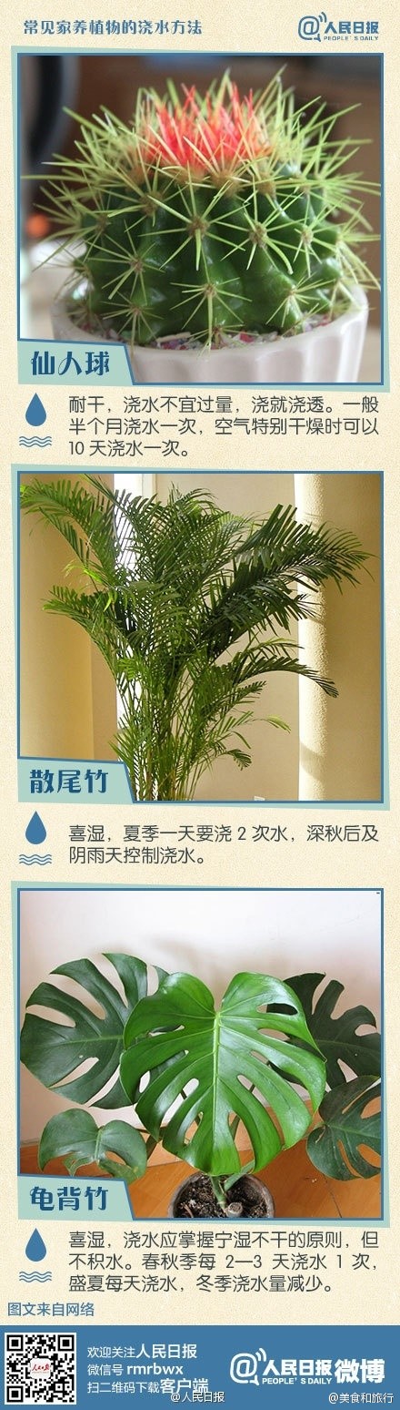 【实用帖：你知道花要多久才浇一次水吗？】平安树、茶花、绿萝喜水，而发财树、金钱树、虎皮兰则不喜水⋯⋯很多人都喜欢养花，但花买来之后，往往不会照顾，水不是浇多了淹死了，就是浇少了旱死了⋯⋯常见家养植物的正确浇水方法↓↓转给爱养花的TA！！！