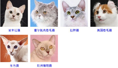 猫星人的家族成员原来有这么多！你能认出哪些？一起涨姿势吧！