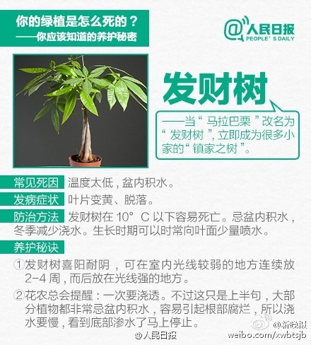 【9张图告诉你，为什么你总把花养死】花店老板总会说：“这花最好养了，浇浇水就行”。可没几个月，花就“莫名其妙”地死了，怎么破？其实，“浇浇水”也是一门学问。戳图↓↓告诉你10种入门级家庭植物该如何养护。多学点养护知识，别再成“绿植杀手”！（人民网）