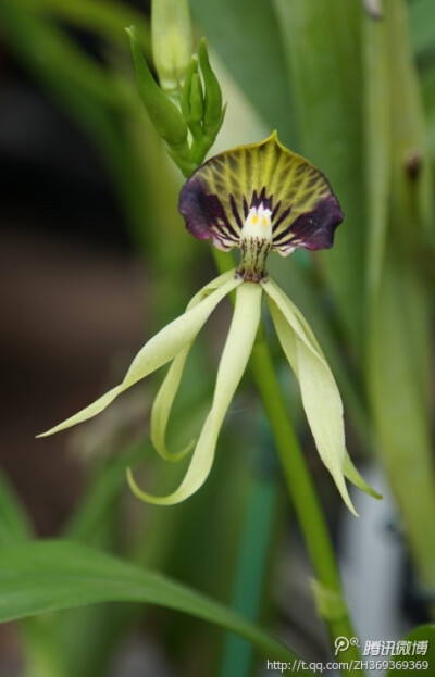 螺形围柱兰,Encyclia cochleatum,原产地:美国.墨西哥.巴西.花期:春季.