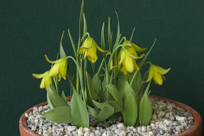 番木瓜贝母Fritillaria carica