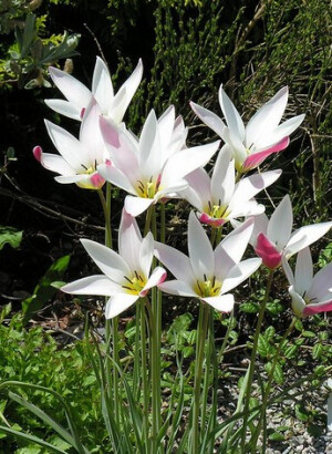 克鲁斯郁金香 Tulipa clusiana，花瓣纯白色，外轮三枚花瓣背面红色，原产伊朗至阿富汗地区。它是那么的漂亮优雅，以至于克鲁斯郁金香有淑女郁金香的别称（The Lady Tulip）图片来源：flickr。