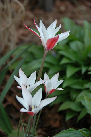 克鲁斯郁金香 Tulipa clusiana