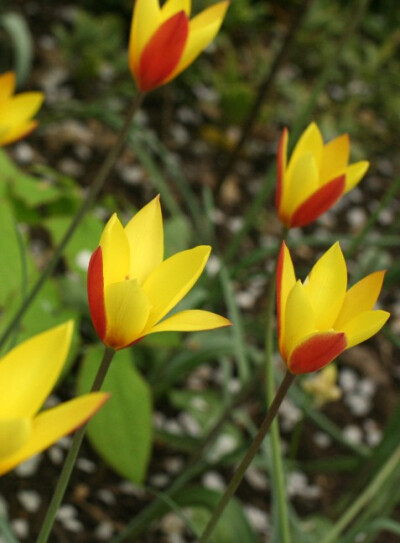 克鲁斯郁金香变种“金花茶” Tulipa clusiana var. chrysantha