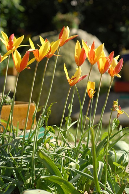 克鲁斯郁金香变种“金花茶” Tulipa clusiana var. chrysantha