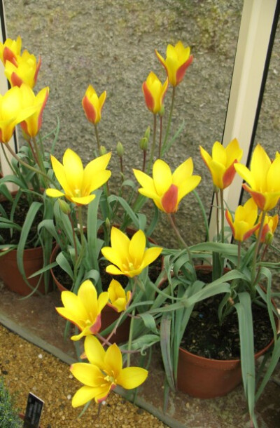 克鲁斯郁金香变种“金花茶” Tulipa clusiana var. chrysantha