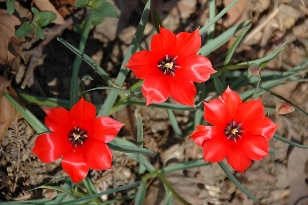亚麻叶郁金香 Tulipa linifolia，株高20cm左右，细长的叶子，碗状花朵，花瓣宽阔，鲜艳的大红色，原产乌兹别克斯坦、伊朗、阿富汗等地山区。（图片来源：flickr）