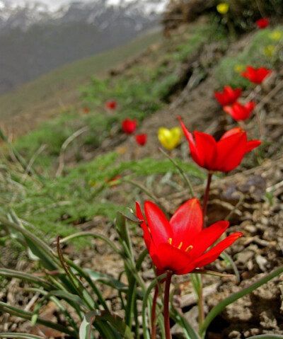 山地郁金香Tulipa montana