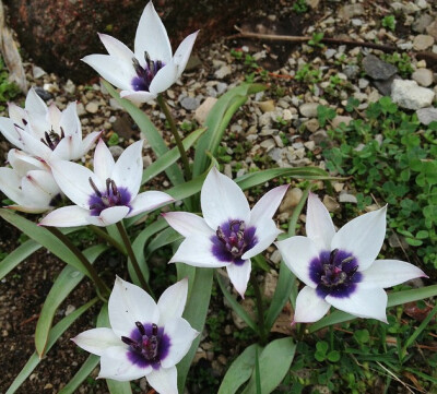 矮花郁金香pulchella（美丽的）变种，Tulipa humilis var. pulchella 'Alba coerulea Oculata'