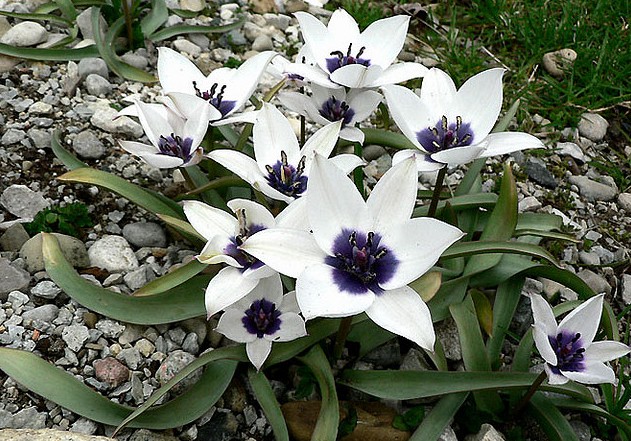 矮花郁金香pulchella（美丽的）变种，Tulipa humilis var. pulchella 'Alba coerulea Oculata'