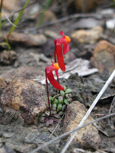 曼西狸藻(Utricularia menziesii)