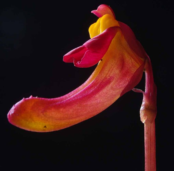 曼西狸藻utriculariamenziesii