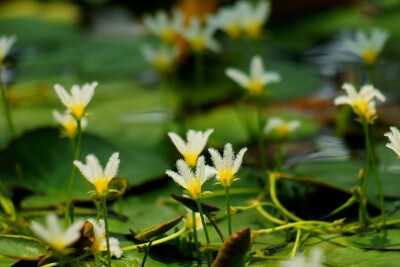 金银莲花 Nymphoides indica (L.) O. Kuntze 别名： 白花荇菜；白花莕菜；水荷叶；印度荇菜；印度莕菜 英文别名：Water snowflake（水绒花）