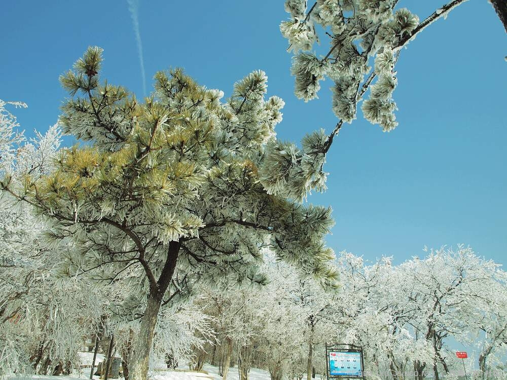 花果山春雪