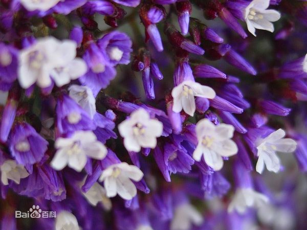  夕雾·宿根草本。夕雾花株高约60～90cm，叶互生，长卵形至椭圆形，先端急尖，边缘具锯齿。春至初夏开花，化顶生，筒状花多数，伞形花序，花色有紫色、白色等。