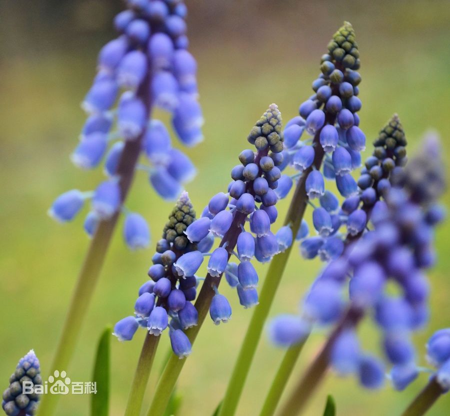 风信子·风信子，别名：洋水仙，五色水仙，拉丁文名：Hyacinthus orientalis L. Sp. Pl.是百合科、风信子属多年生草本植物。地下茎球形。叶厚披针形。总状花序顶生，花冠6片、反卷，常见栽培有红、黄、蓝、白、紫各色品种，具芳香味，花期3-4月。原产于南欧、非洲南部和亚西亚一带，荷兰栽培为最多。我国各地均有栽培。可用于春季布置花坛及草坪边缘的优良宿根花卉。也可盆栽、水养或切花。全世界风信子的园艺品种约有2000种以上，主要分为“荷兰种”和“罗马种”两类。前者属正宗品种，绝大多数每株只长1支花葶，体势粗壮，花朵较大。而后者则多是变异的杂种，每株能着生二三支花葶，体势