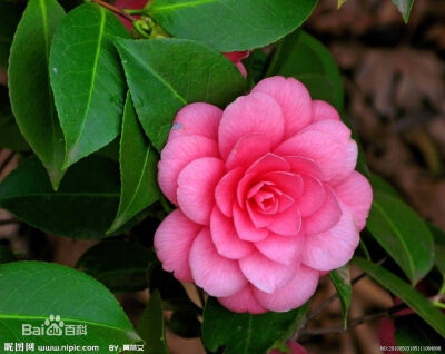 山茶花·山茶花（学名：Camellia japonica L. ），又名：山茶、茶花，山茶科、山茶属植物属常绿灌木和小乔木。古名海石榴。有玉茗花、耐冬或曼陀罗等别名，又被分为华东山茶、川茶花和晚山茶。茶花的品种极多，是中国…