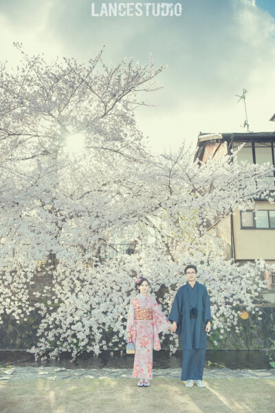 每年4月的日本正是樱花烂漫之时，看着漫天飞舞的樱花，一副美丽的樱花景色映入眼前，你是不是也心动了呢？