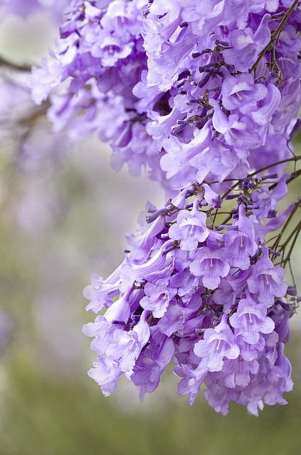 原来这朵紫花叫蓝花楹，好看的蓝花楹唯美图片欣赏