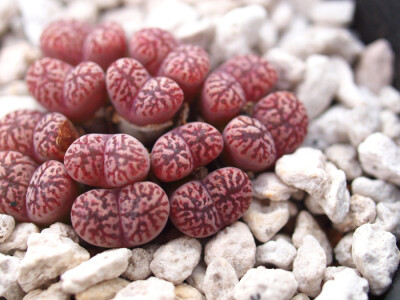 勋章玉（Conophytum pellucidum）