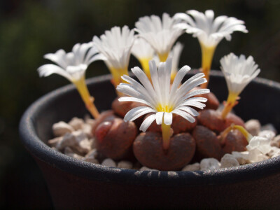 勋章玉（Conophytum pellucidum）