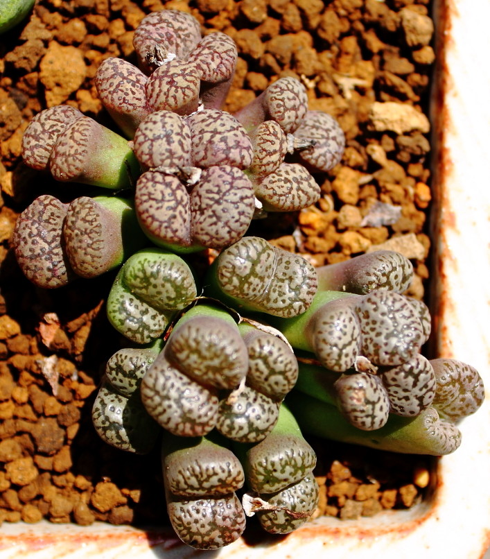 勋章玉（Conophytum pellucidum）