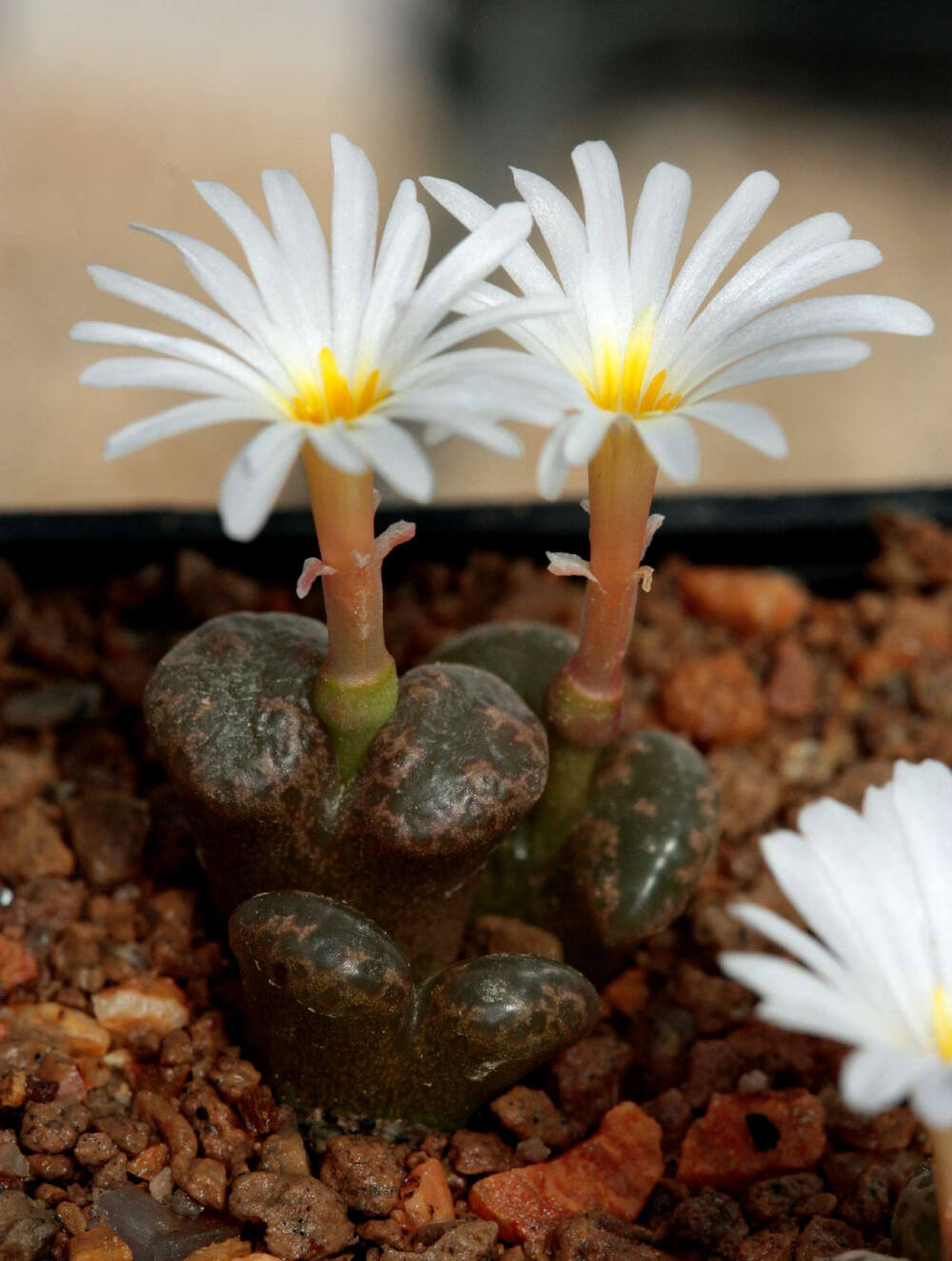 勋章玉（Conophytum pellucidum）