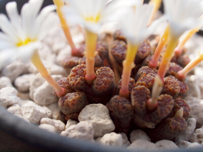 勋章玉（Conophytum pellucidum）