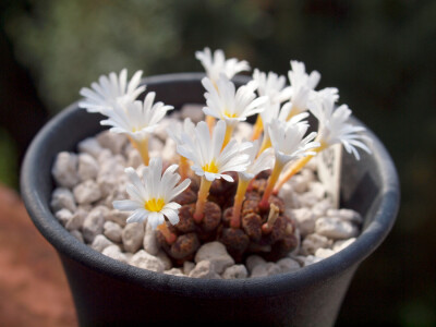 勋章玉（Conophytum pellucidum）