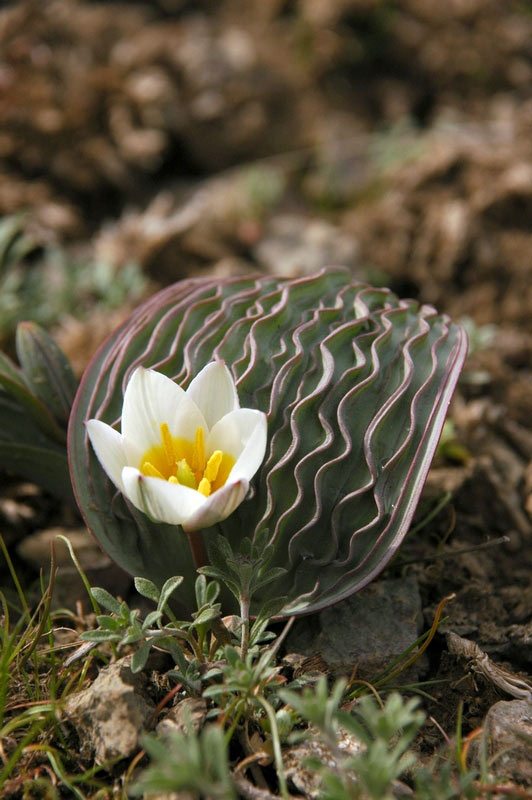 波叶郁金香 Tulipa regelii，原产天山山脉较低海拔地区，单叶，叶脉凸起褶皱如波纹，在良好的光照条件下，波纹会变红，波叶郁金香的叶子是郁金香家族独一无二的，花葶高8-10cm，花瓣背面红色，正面白色，黄色花心。（图片来源：flickr）谁来给我拔草~