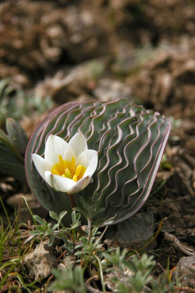 波叶郁金香 Tulipa regelii，原产天山山脉较低海拔地区，单叶，叶脉凸起褶皱如波纹，在良好的光照条件下，波纹会变红，波叶郁金香的叶子是郁金香家族独一无二的，花葶高8-10cm，花瓣背面红色，正面白色，黄色花心。…