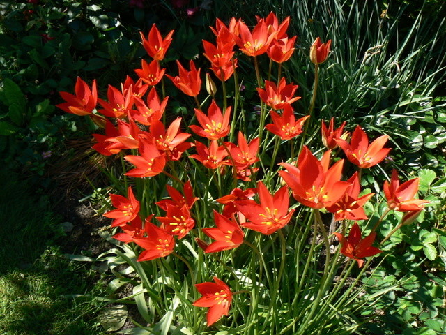 斯普林格郁金香tulipa sprengeri,原产土耳其,高挑的花葶,狭长优雅的