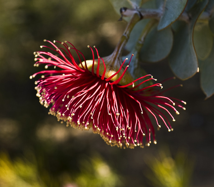 玫瑰桉树 Eucalyptus rhodantha var. rhodantha，英文名：Rose Mallee, Rose Gum