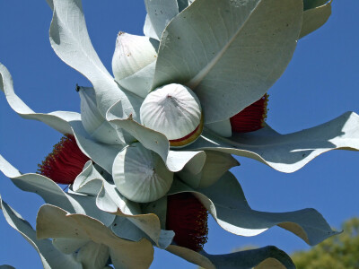 玫瑰桉树（Eucalyptus rhodantha）