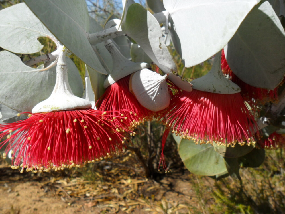 玫瑰桉树（Eucalyptus rhodantha）