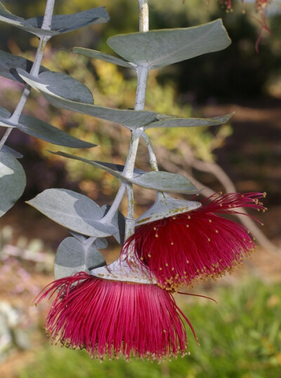 玫瑰桉树（Eucalyptus rhodantha）
