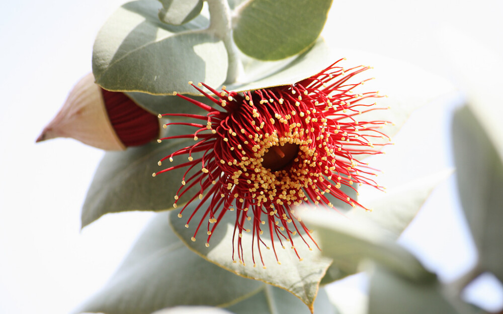 玫瑰桉树（Eucalyptus rhodantha）