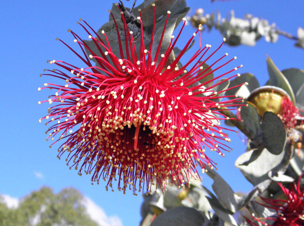 玫瑰桉树（Eucalyptus rhodantha）