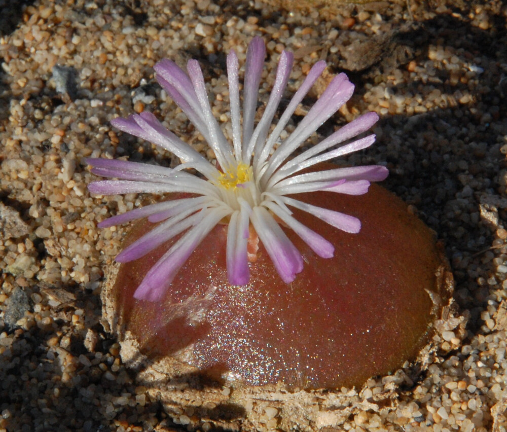 灯泡（Conophytum burgeri）