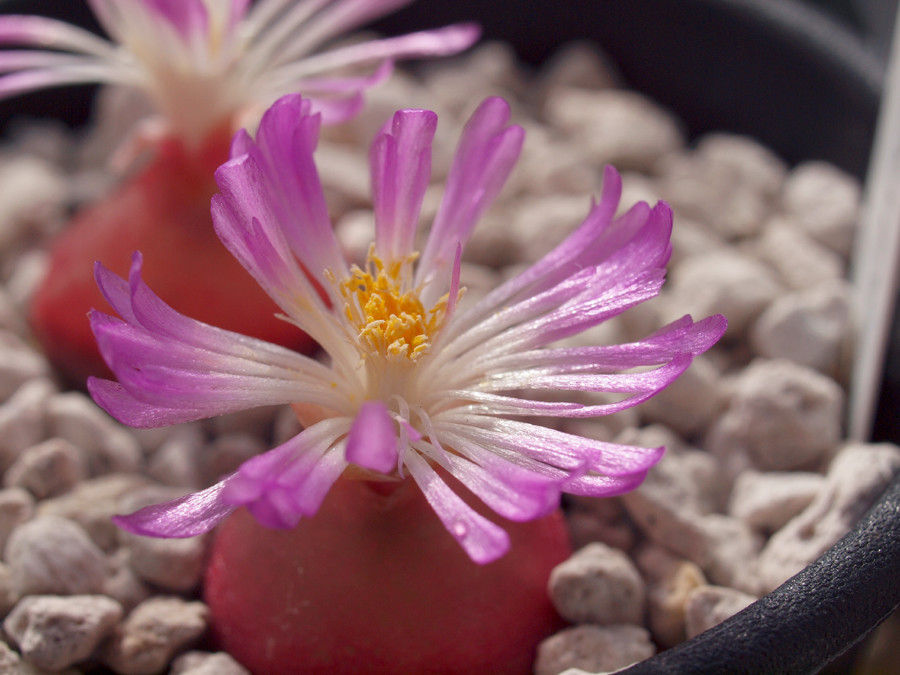 灯泡（Conophytum burgeri）