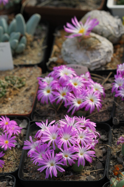 灯泡（Conophytum burgeri）