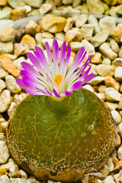 灯泡（Conophytum burgeri）