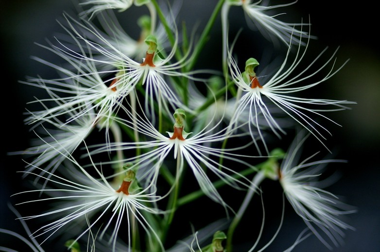 美杜莎玉凤花（Habenaria medusa）