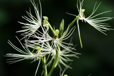 美杜莎玉凤花（Habenaria medusa），兰科玉凤花属