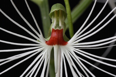 美杜莎玉凤花（Habenaria medusa）